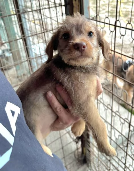 Nastja 2 mesi mix lagotto  | Foto 1