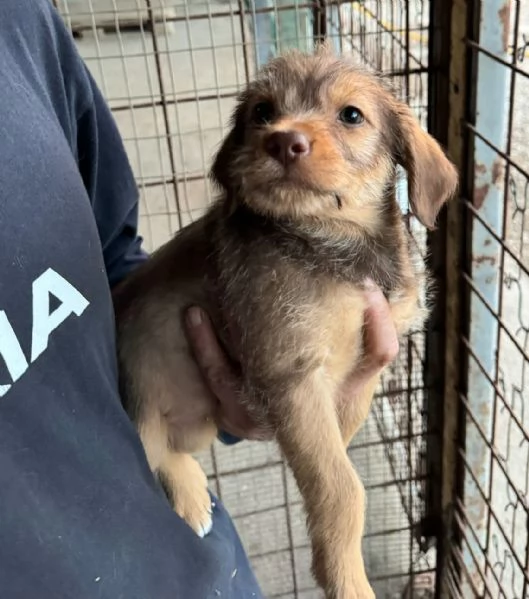 Nastja 2 mesi mix lagotto  | Foto 0