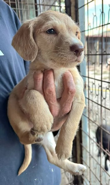 Olga 2 mesi mix lagotto  | Foto 2