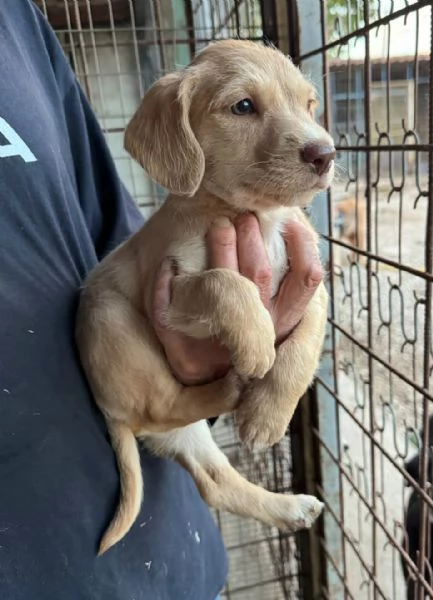 Olga 2 mesi mix lagotto  | Foto 1