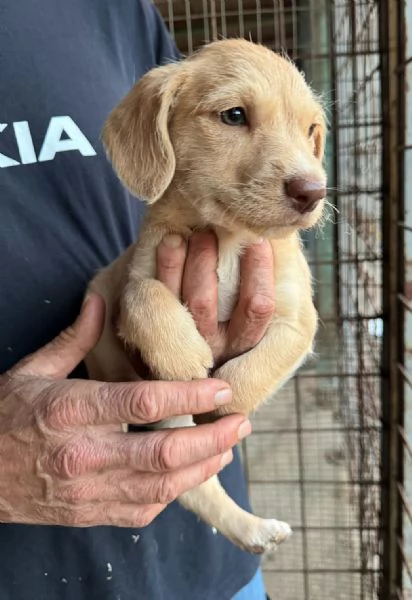 Olga 2 mesi mix lagotto  | Foto 0