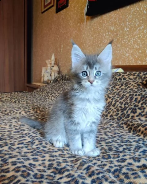 maine coon | Foto 1