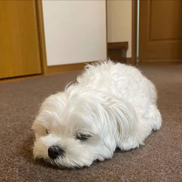 adorabili eccezionali cuccioli maltesi pronti per la loro nuova e per sempre adorabile casa. 