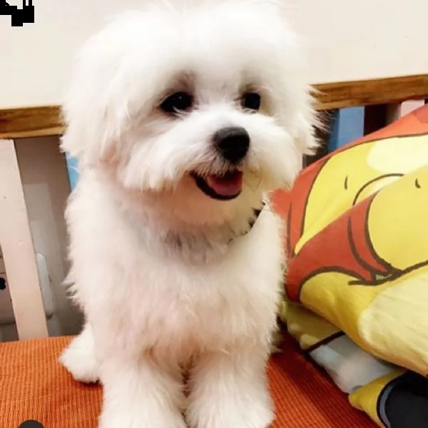 cuccioli maltesi super adorabili. così gentile e affettuoso.