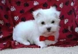 cuccioli di maltese maschio e femmina