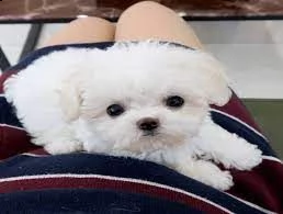 maltese