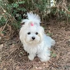 4cuccioli maltesi maschi e femmine 