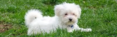 dolci cuccioli maltesi