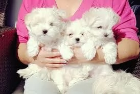 cuccioli di maltese dal viso adorabile