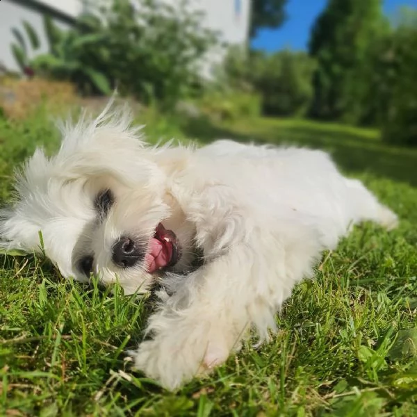 regalo maltese nano  | Foto 0