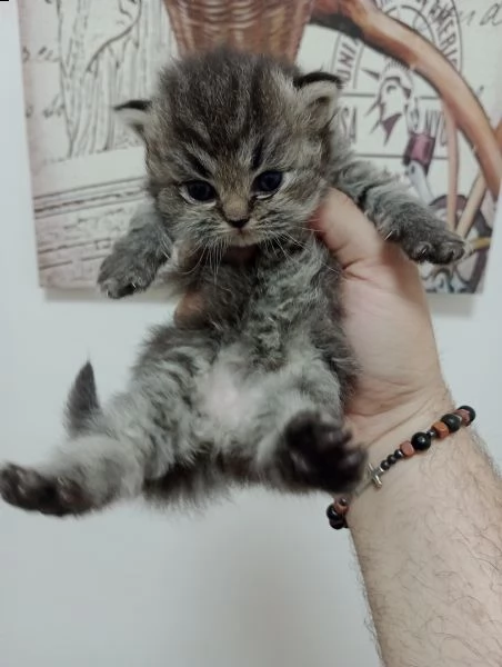 cuccioli gatto persiano chinchillà | Foto 1