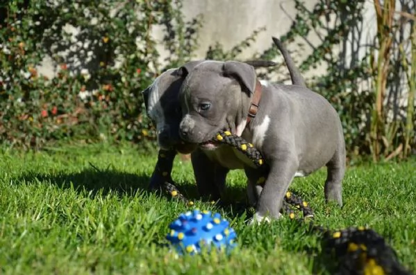 cuccioli di pitbull | Foto 0