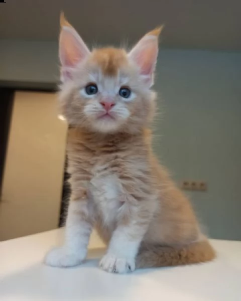 maine coon | Foto 2