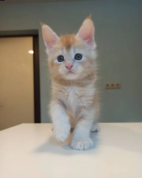 maine coon | Foto 0