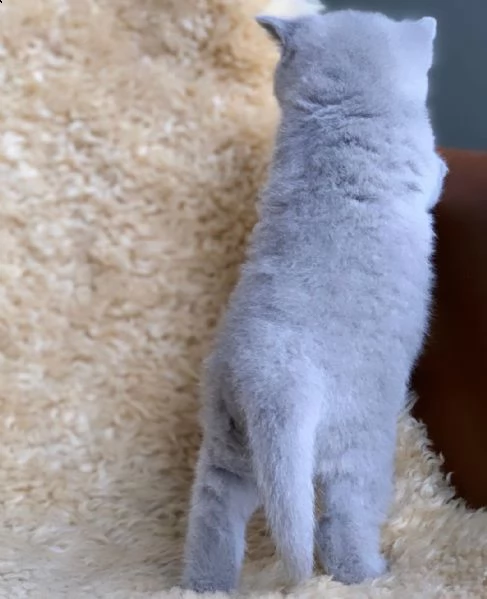 british shorthair | Foto 1