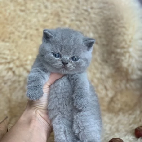 british shorthair | Foto 0