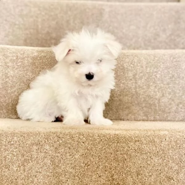 regalo maltese...... | Foto 0