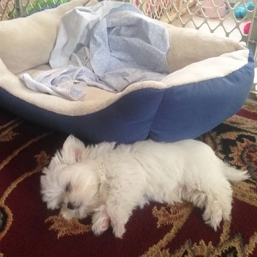 regalo maltese  nano | Foto 0