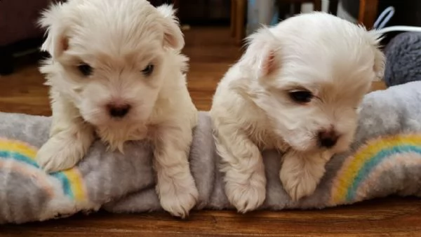 cuccioli cane maltese toy