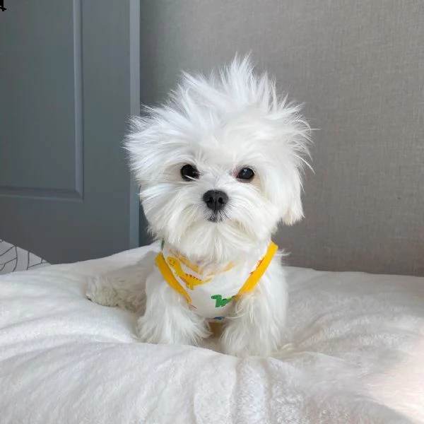 regalo maltese nano