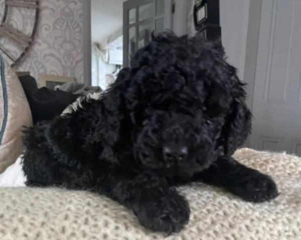 regalo barboncino toy | Foto 0