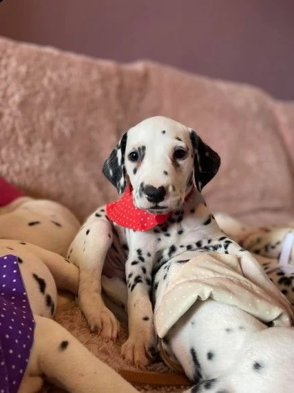 adozione di cuccioli dalmata | Foto 1