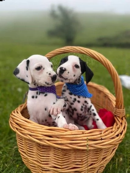 adozione di cuccioli dalmata