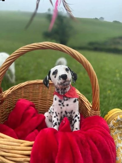 adozione di cuccioli dalmata | Foto 0