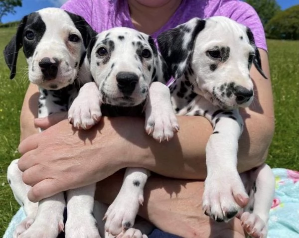 meravigliosi cuccioli di dalmata di 75 giorni