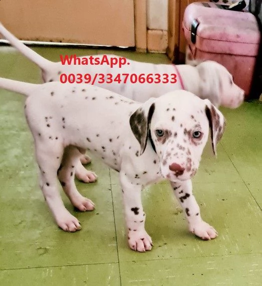 dalmata con sverminazioni, vaccinazione