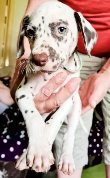 dalmata con sverminazioni, vaccinazione | Foto 0
