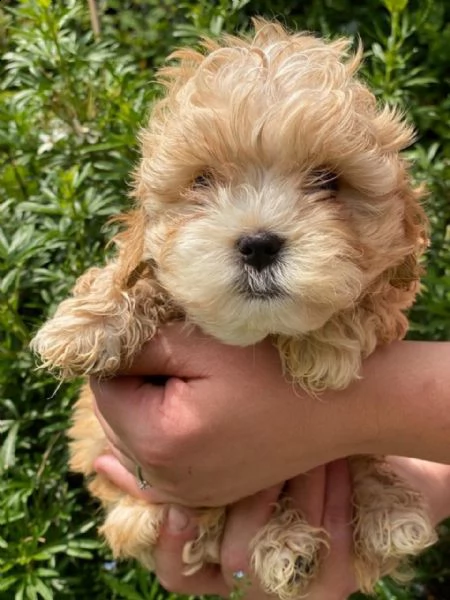 cuccioli disponibili di maltipoo toy  | Foto 2