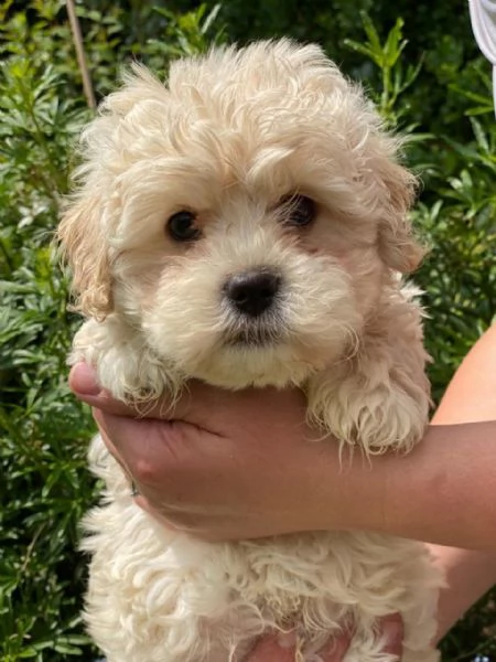 cuccioli disponibili di maltipoo toy  | Foto 1
