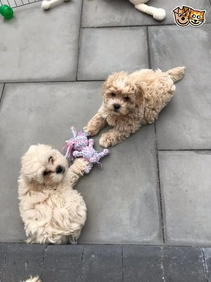 cuccioli disponibili di maltipoo toy 