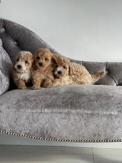 cucciolino di maltipoo toy | Foto 1