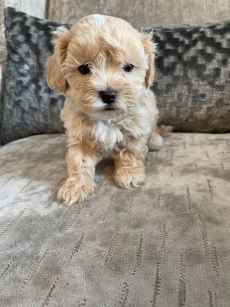 cucciolino di maltipoo toy | Foto 0
