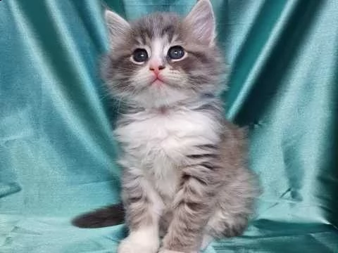 gattini razza siberiani gattini | Foto 2