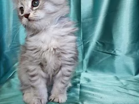 gattini razza siberiani gattini | Foto 1