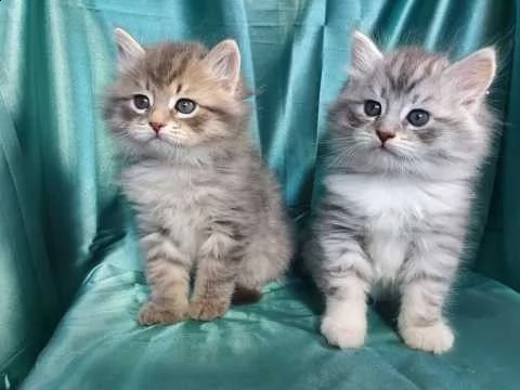 gattini razza siberiani gattini