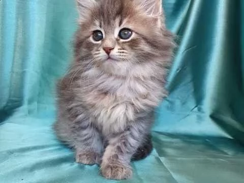 gattini razza siberiani gattini | Foto 0