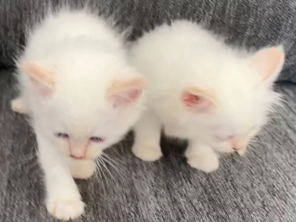 molto bellissimmi sacro di birmania gattini | Foto 1