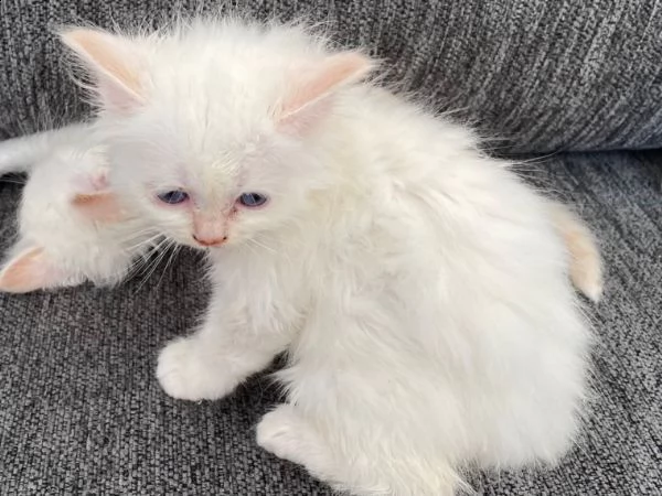 molto bellissimmi sacro di birmania gattini | Foto 0