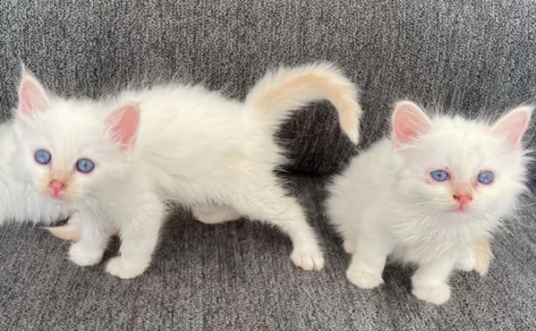 molto bellissimmi sacro di birmania gattini