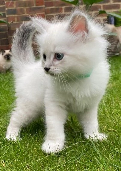 cuccioli di siberiano bianci disponibili | Foto 2