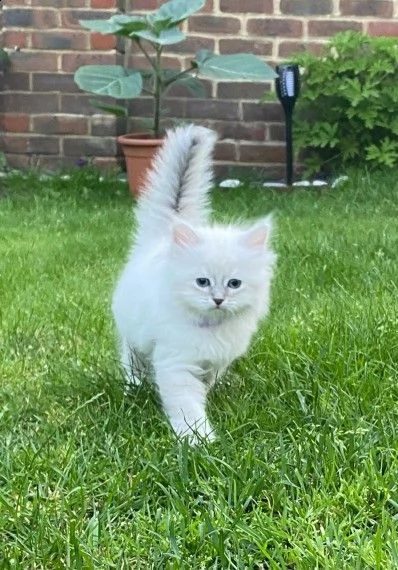 cuccioli di siberiano bianci disponibili | Foto 1