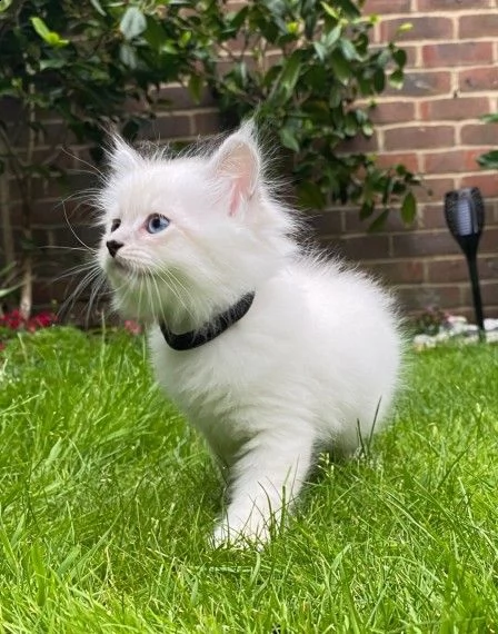 cuccioli di siberiano bianci disponibili