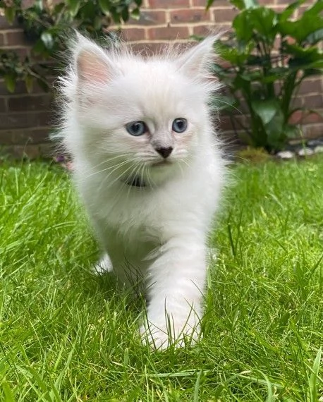cuccioli di siberiano bianci disponibili | Foto 0