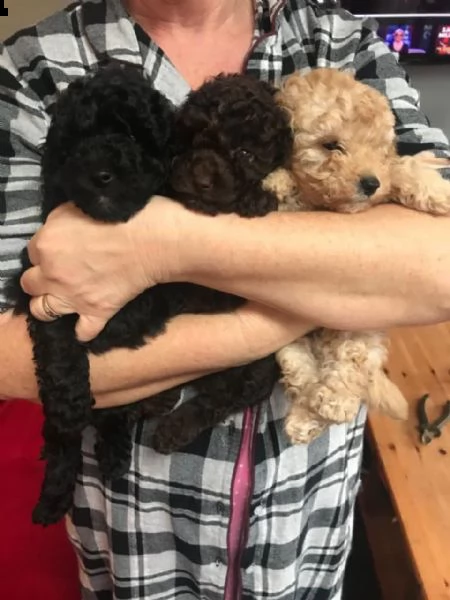 regalo cuccioli di barboncino