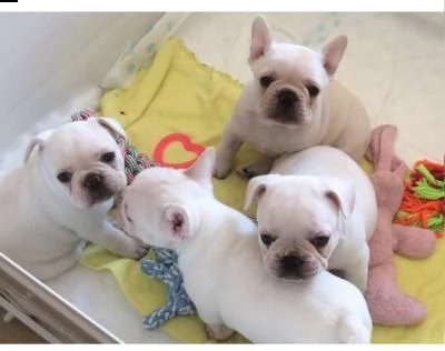 regalo bouledogue francese disponibili..