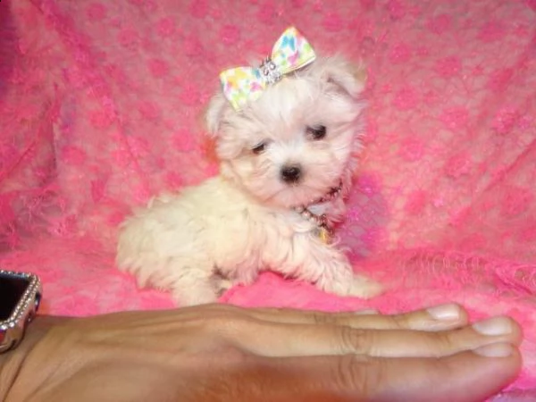 regalo : adorabili cuccioli di maltese toy